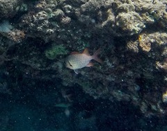 Myripristis violacea