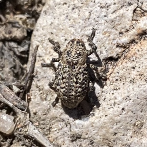 Thecesternus affinis