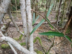 Parsonsia brownii