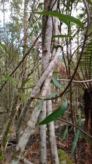 Parsonsia brownii