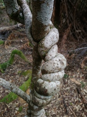 Parsonsia brownii
