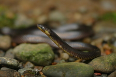 Despax's Ground Snake photo 3