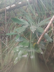 Anopterus glandulosus