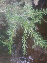 Podocarpus lawrencei