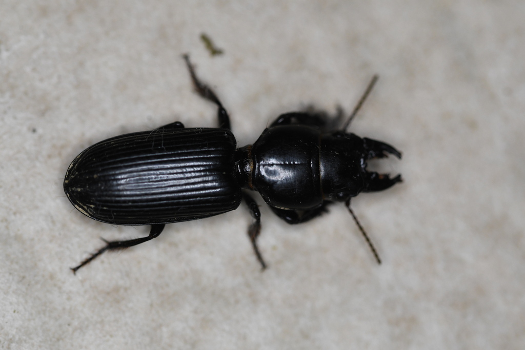 Scarites madagascariensis