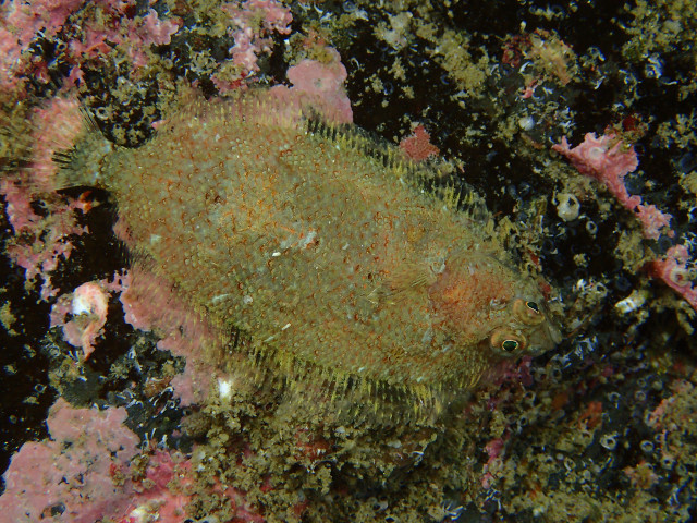 Norwegian topknot (Phrynorhombus norvegicus) — Scophthalmidae