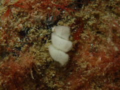 Okenia aspersa