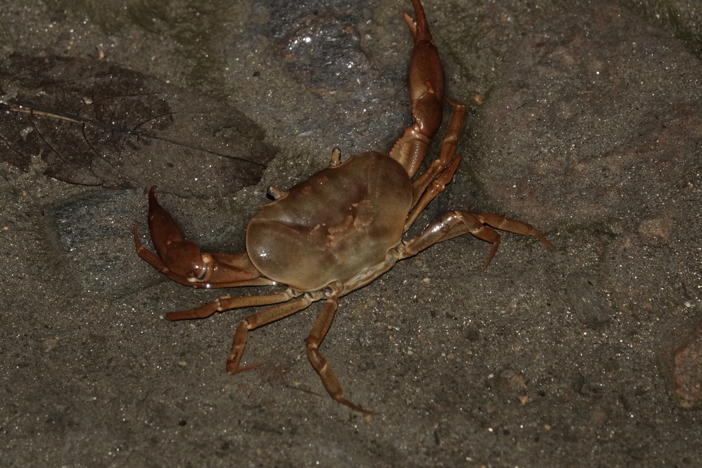 Strengeriana