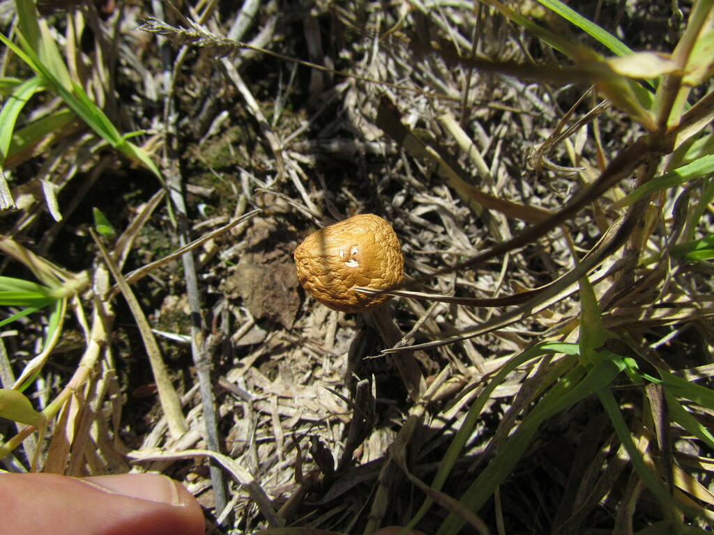 Agrocybe pediades · April 2023 · photo: © matiascabezas (iNaturalist, cc-by)