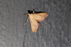 Endotricha flammealis