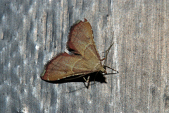 Endotricha flammealis