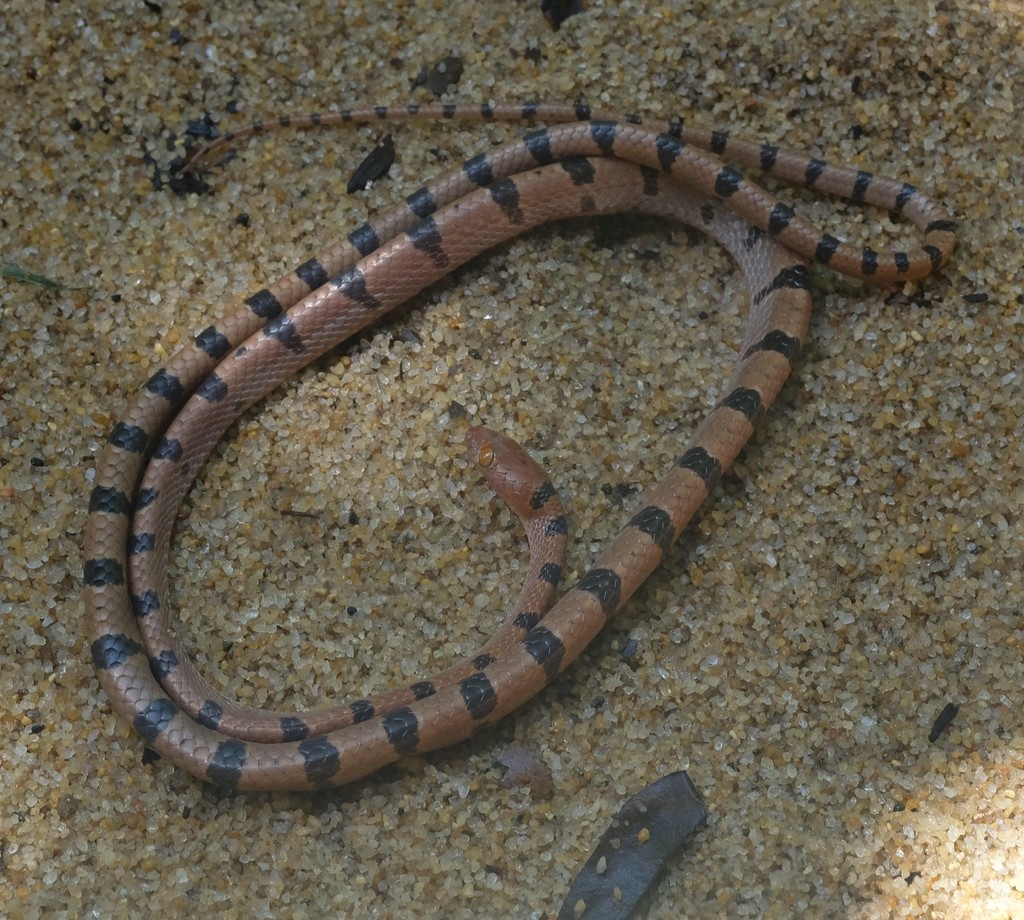 Manakara Tree Snake