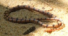Lycodryas gaimardi