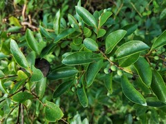 Ligustrum sinense