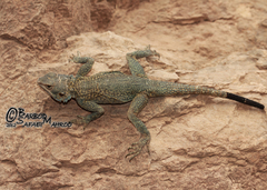 Large-Headed Rock Agama photo 2