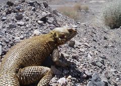 Large-Headed Rock Agama photo 3