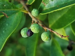 Ligustrum sinense