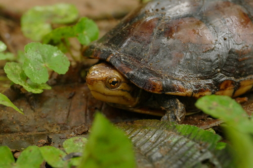 White-lipped Mud Turtle