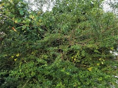 Ligustrum sinense