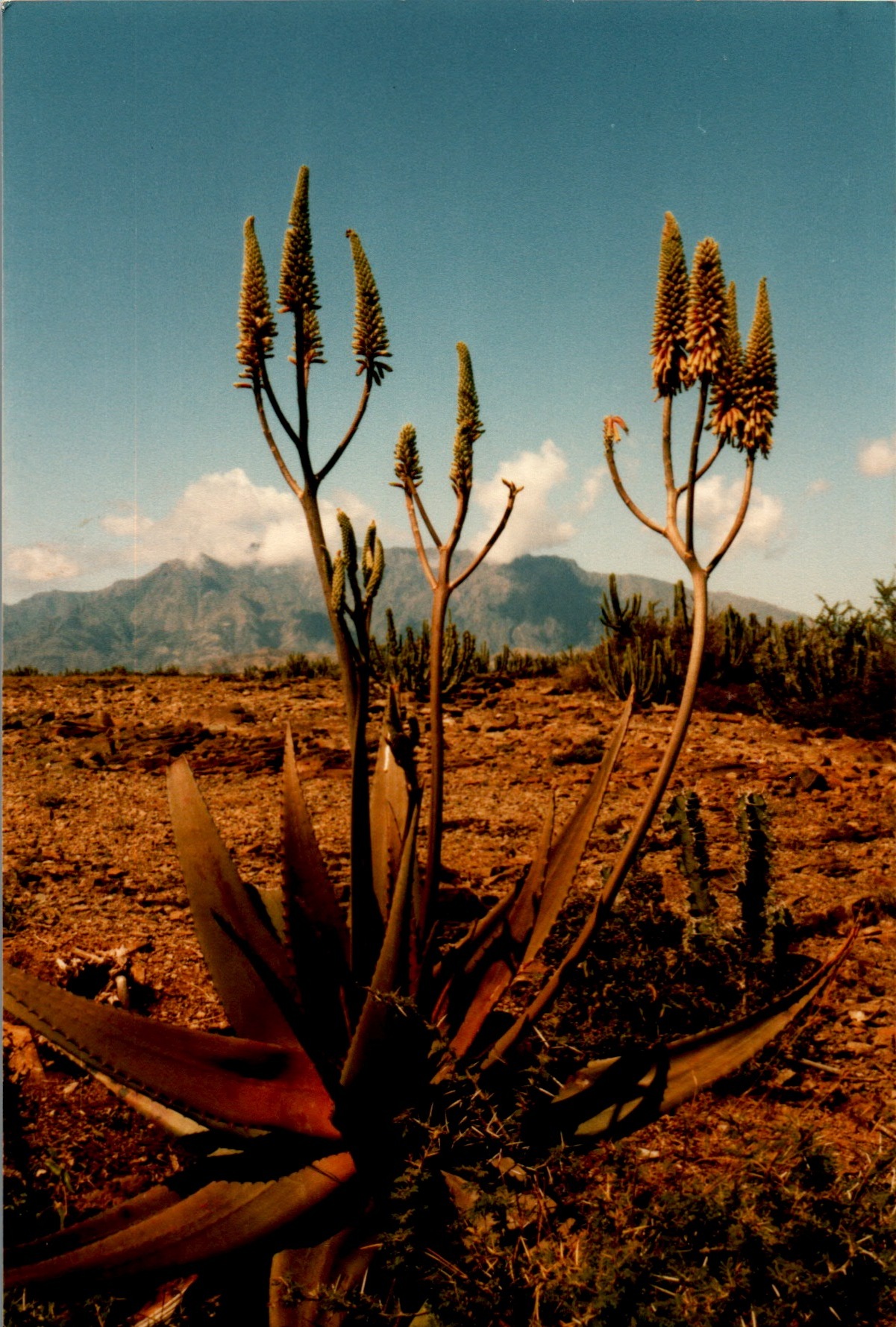 Aloe lavranosii