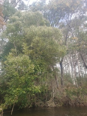 Atherosperma moschatum moschatum