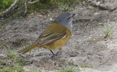 Pachycephala olivacea