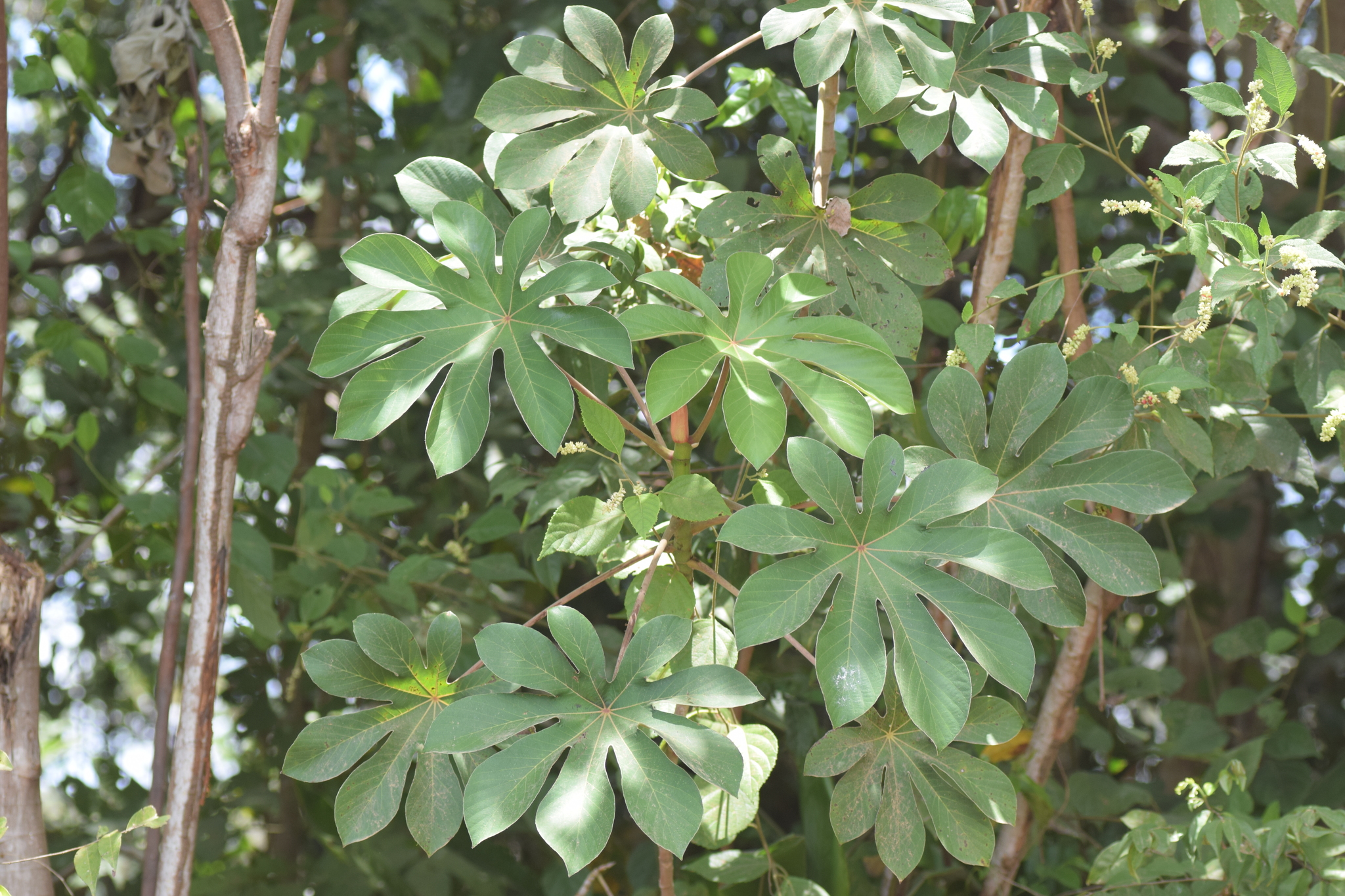 Cecropia pachystachya