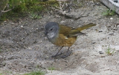 Pachycephala olivacea