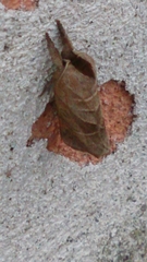 Clostera anastomosis