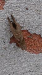 Clostera anastomosis