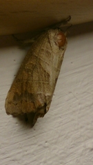 Clostera anastomosis