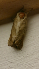 Clostera anastomosis