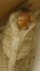 Clostera anastomosis