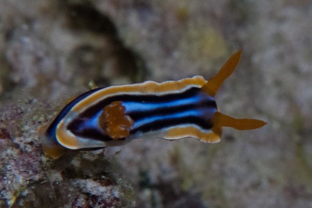 Striped pyjama nudibranch