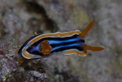 Chromodoris quadricolor