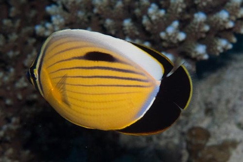 Exquisite Butterflyfish