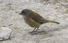 Pachycephala olivacea