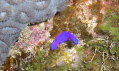 Pseudochromis fridmani