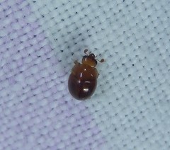 Leiodinae
