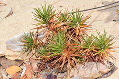 Cyperus pedunculatus