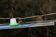 Platycercus caledonicus