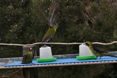 Platycercus caledonicus