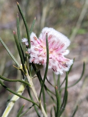 Serruria linearis