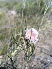 Serruria linearis