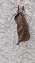 Clostera anastomosis