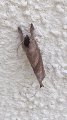 Clostera anastomosis