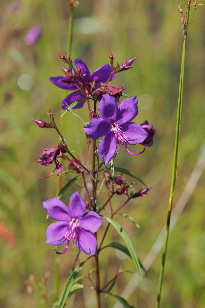 Rhynchanthera verbenoides