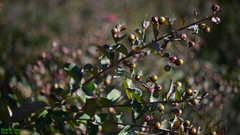 Lagerstroemia indica