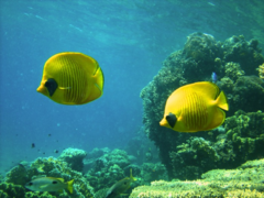 Chaetodon semilarvatus