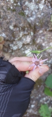 Pericallis tussilaginis image